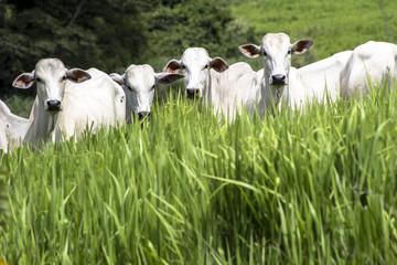 Herd of Nelore cattle grazing in a pasture