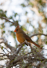 Cardinal on a tree branch