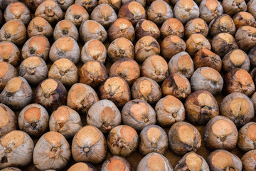 Coconut Perfume is cutting head for Breeds