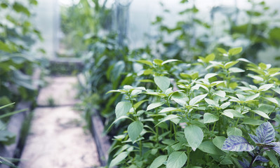 Landscape is summer. Green trees and grass in a countryside land