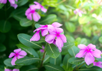 Purple Rose Periwinkle in Flower Garden at Summer or Spring