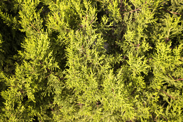 Close up view of Pine tree background