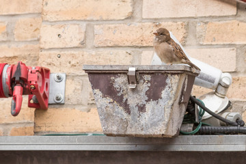 Sparrow perched on the metal housing of a light with wires and cables in front of a brick wall.