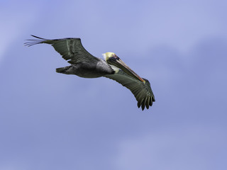 Brown Pelican in Flight on Blue Sky