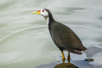 Fototapeta premium White-breasted water hen