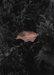 Moody Leaf