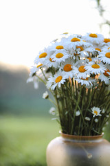 Large bouquet of field chamomiles