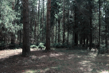 Pine forest. Depths of a forest. Journey through forest paths. T
