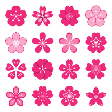 Sakura icons. Collection of 16 colored Ume Japanese cherry blossom symbols isolated on a white background. Vector illustration