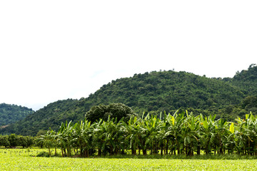 Obraz premium Banana park near the mountain.