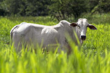 Herd of Nelore cattle grazing in a pasture