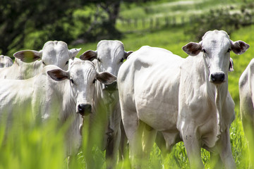 Herd of Nelore cattle grazing in a pasture © AlfRibeiro