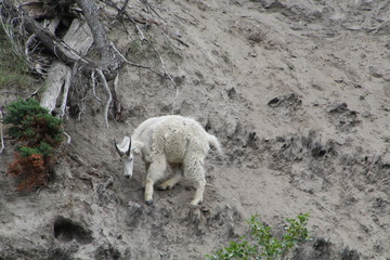 Mountain Goat, Jasper National Park, Alberta