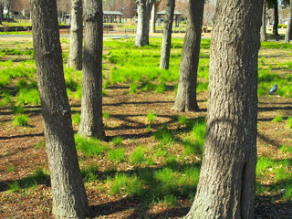 芽生えの下草と枯れ木林