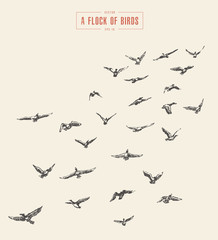 A flock of birds drawn vector illustration, sketch