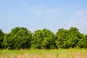 Mango field,mango farm with mango fruits hanging, against blue sky background.