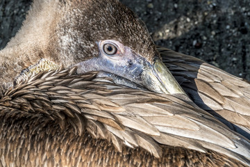  brown pelican,Pelecanus occidentalis