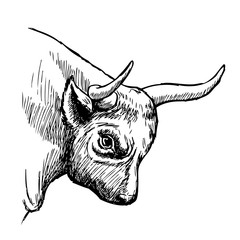 hand drawn illustration of bull