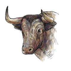hand drawn illustration of bull