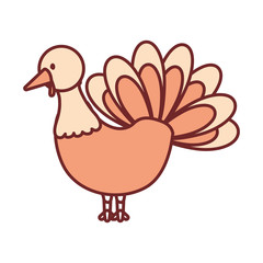 flat line colored turkey  thanksgiving over white  background vector illustration