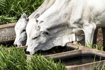 Herd of Nelore cattle grazing in a pasture
