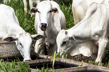 Herd of Nelore cattle grazing in a pasture