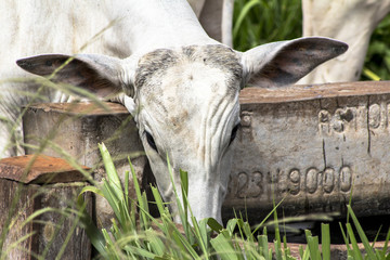 Herd of Nelore cattle grazing in a pasture