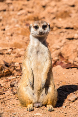 Meerkat standing at attention