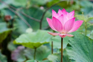Beautiful pink lotus flower in pond