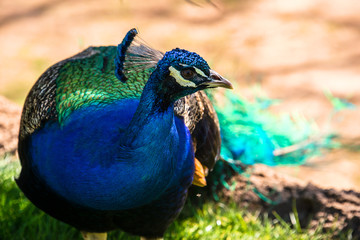Obraz premium Male Peacock