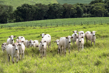 Fototapeta na wymiar Herd of Nelore cattle grazing in a pasture