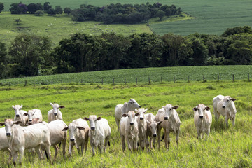 Fototapeta na wymiar Herd of Nelore cattle grazing in a pasture