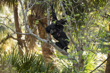 black furred gibbon spots a threat while hanging from a tree