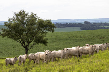 Naklejka na ściany i meble Herd of Nelore cattle grazing in a pasture