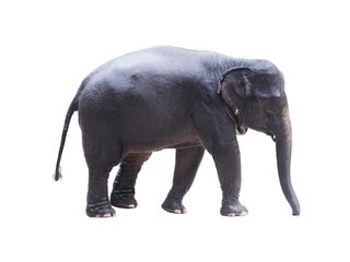 Asia elephant isolated on white