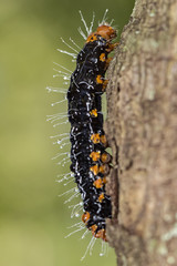 caterpillar black and orange with water drops on trunk extreme close up - caterpillar black and orange on trunk macro photo