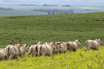 Fototapeta premium Herd of Nelore cattle grazing in a pasture