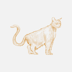 Illustration of cat