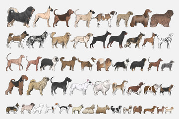 Illustration drawing style of dog