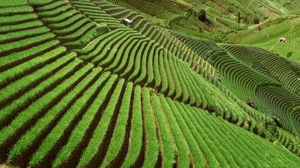 Beautiful rice terraced fields in Vietnam