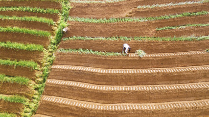 Farmer working on the red onion terraced field