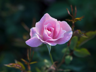 rose in the garden
