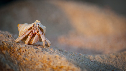 The Hermit Crab