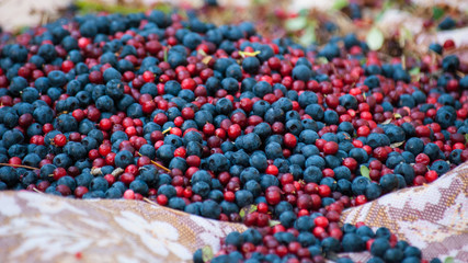 Cowberry and blueberries