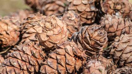Cedar cones
