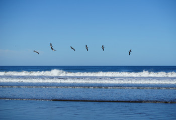 Pelicans flying