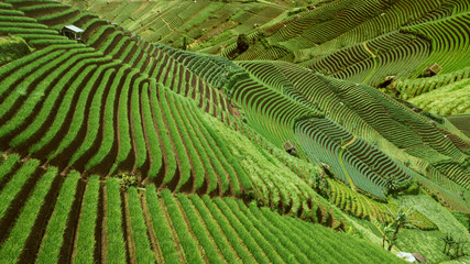 Fototapeta premium Beautiful rice terraced fields in Indonesia