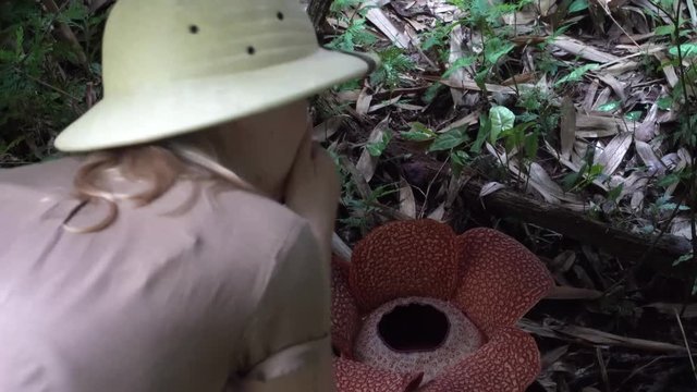 Female Tourist Smelling Rafflesia Flower