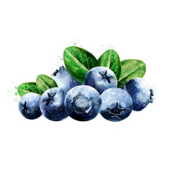 Blueberries on white background. Watercolor illustration