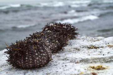 sea urchins on an ice floe